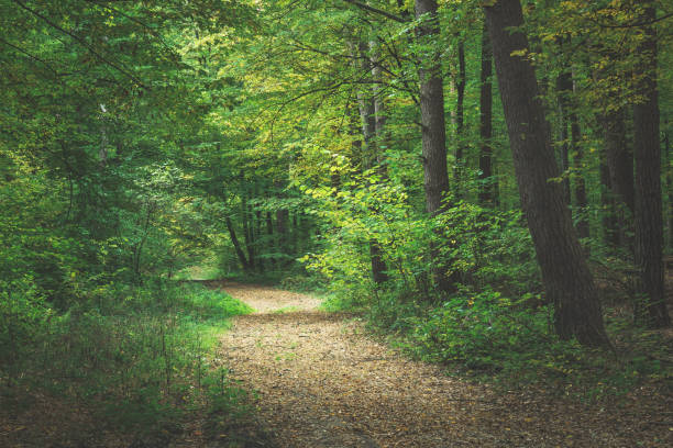 istock A path through a dark forest, a view on an October cloudy day 1275858699