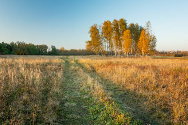 istock Rural road through pasture and group of autumn trees 1275858714