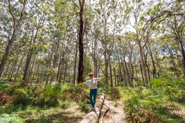 Forest Fun A shot of a mature asian woman walking and balancing on a log in a forest. She is wearing casual clothing and is surrounded by large trees and shrubbery. australian forest stock pictures, royalty-free photos & images