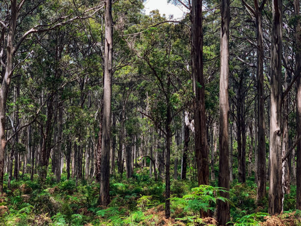 istock Foliage Of The Forest 1275860138