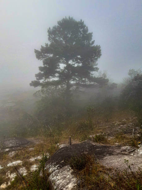 istock Nature fog 1275860371