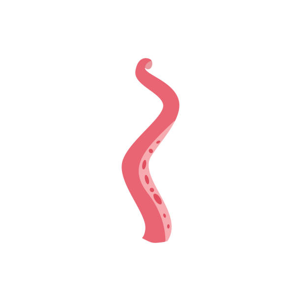 illustrazioni stock, clip art, cartoni animati e icone di tendenza di tentacolo cartone animato di polpo rosa, illustrazione vettoriale cartone animato piatta isolata - image computer graphic sea one animal