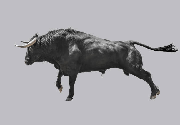 istock The black bull prepares to attack. 1275861574