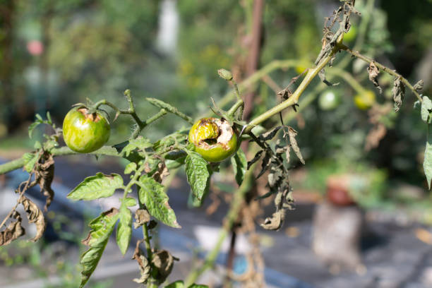 istock Spoiled tomatoes on a branch in the garden. 1275862243