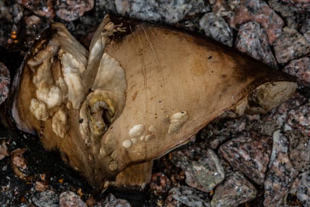 istock Mushrooms & Fungus. 1275863525