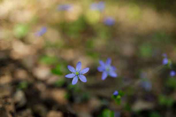 istock Beautiful hepatica nobilis in the forest at spring day 1275864633