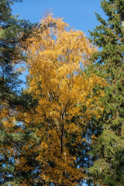 istock Birch tree and foliage in autumn colors 1275864750