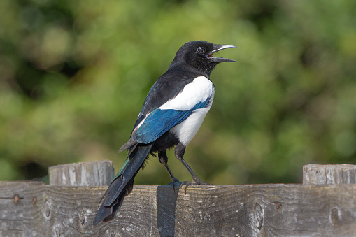 Magpie standing on wooden fence with beak wide open