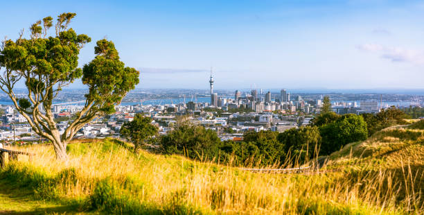 Auckland scenic Auckland's sky tower and central cityscape from Mount Eden. auckland stock pictures, royalty-free photos & images