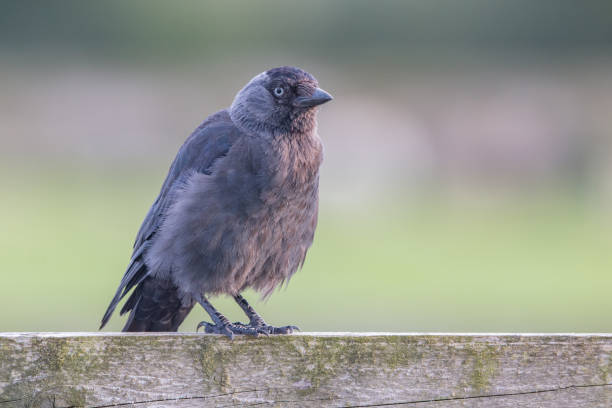 istock Young jackdaw on fence 1275865053