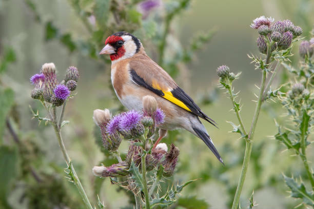 Goldfinch in thistles Goldfinch perched in purple thistle flowers finch photos stock pictures, royalty-free photos & images
