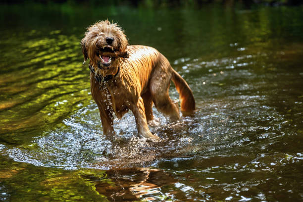 Laughing wet briard standing in water. stock photo