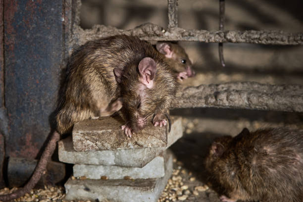 istock Small sick street rat. 1275867224