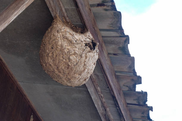 istock Hexagonal decorative design or wasp's nest under the roof house. 1275867294