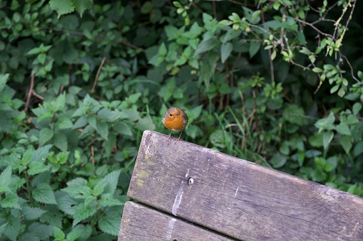 Photo of a small Robin perched on a wooden bench, taken whilst on a walk in the Peak District.