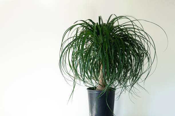 istock Studio shot of an indoor ponytail palm on a stand against white wall background for text 1275868608