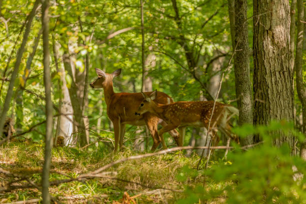 istock The white-tailed deer in the autumn forest 1275869094