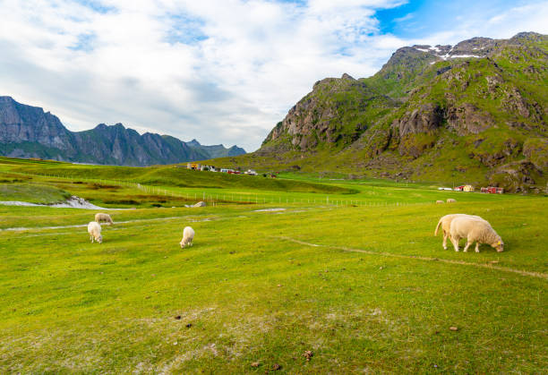 istock Sheep in Pasture at Lofoten island , Norway 1275869814
