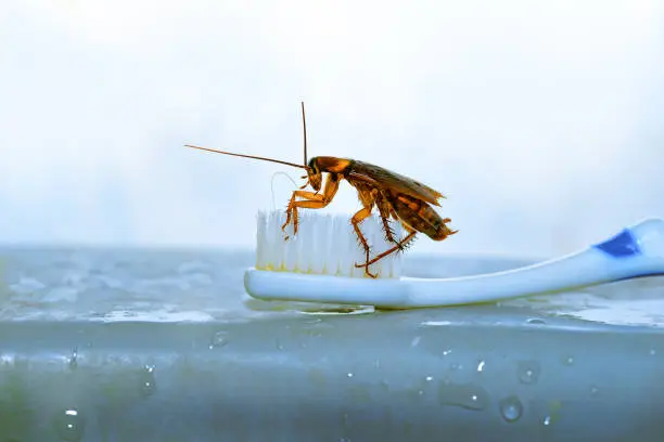 Photo of Close up Cockroach on toothbrush