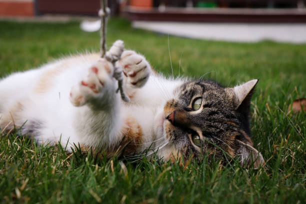 istock Pulling a cat by a small string. The cat holds the lice with force and closes its claws and mouth. Feline is smart and cunning 1275870664