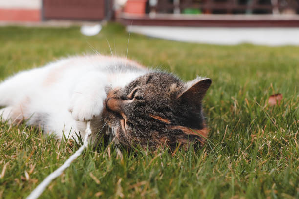istock Young cat plays with a string like a toy. Feline bites and chews a small string that is tangled around her whole body. Czech felis catus domesticus on the garden 1275870676