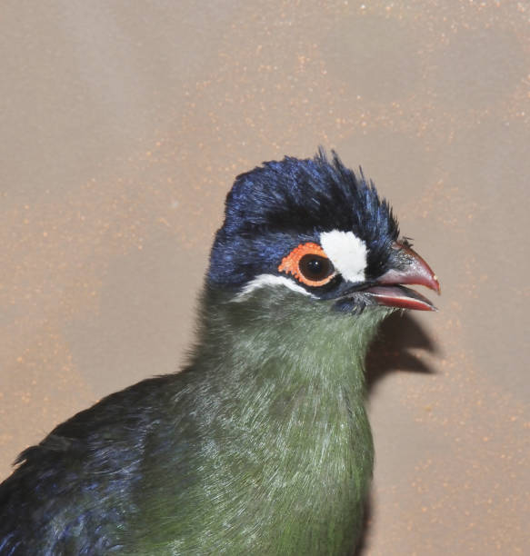 istock Bird Hartlaub's turaco (Latin. Tauraco hartlaubi), blue-thodoco tauraco 1275871647