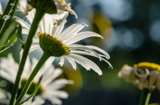 white daisy in backlight background