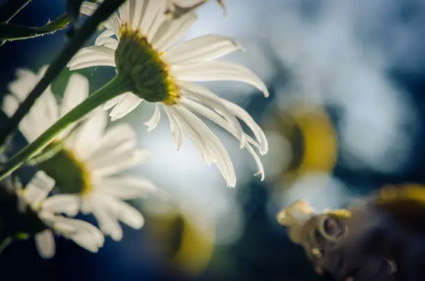white daisy in backlight effect