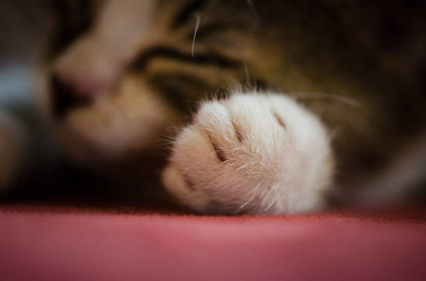 istock adorable little  furry cat pet sleeping 1275872032