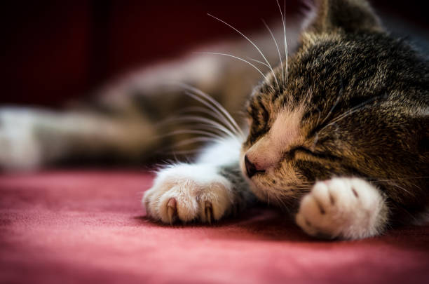 istock adorable little  furry cat pet sleeping 1275872077