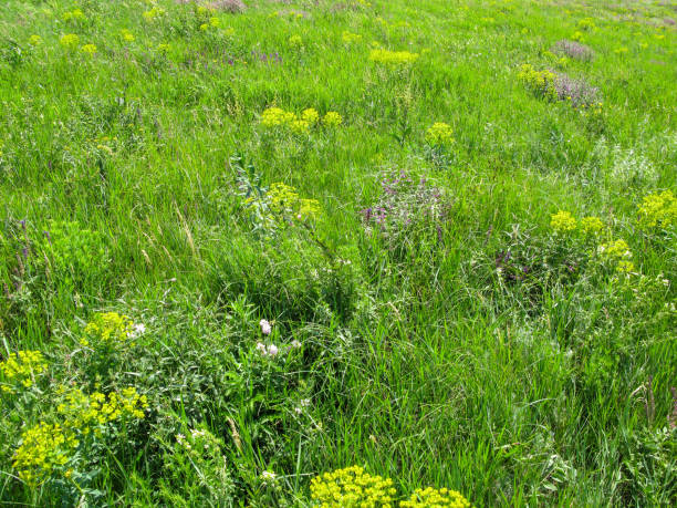 istock summer meadow with blooming flowers 1275872921