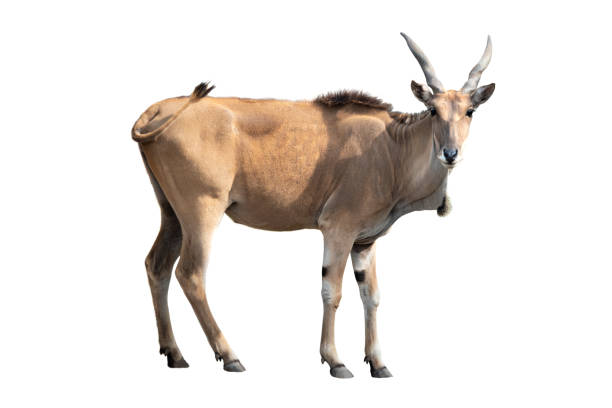 eland antelope isolated on white background. eland antelope isolated on white background. cape eland photos stock pictures, royalty-free photos & images