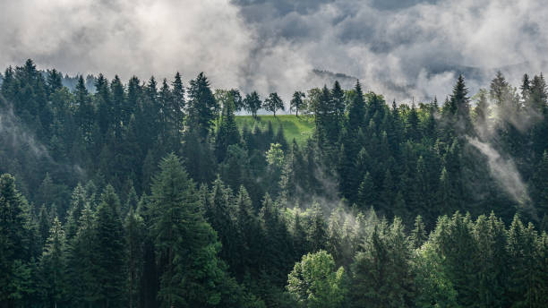 istock mystic trees in black forest, germany 1275874614