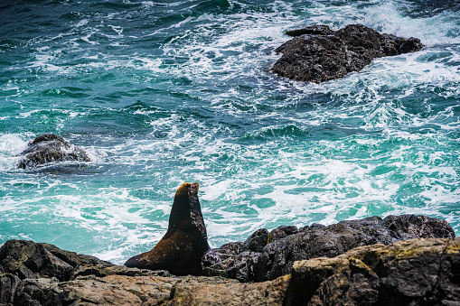 Sea Lions resting on the shoreline of the west coast of Vancouver Island.