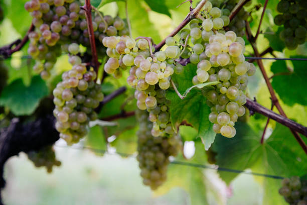 txakoli grapes hanging in the vine with trellises - vineyard ripe crop vine imagens e fotografias de stock
