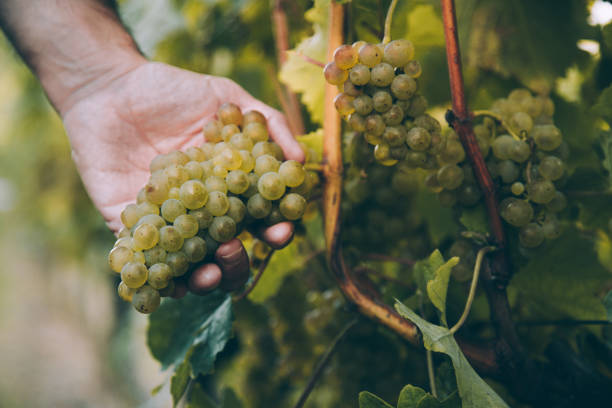 hand des winzers, der einen haufen trauben für txakoli-wein in der rebe hält - grape vineyard vine winery stock-fotos und bilder