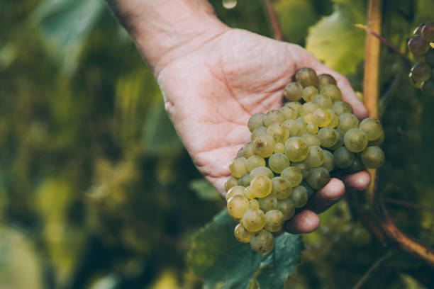 Hand of winemaker checking the ripeness of the grapes Hand of winemaker holding a bunch of white grape for basque txakoli wine in the vineyard getaria stock pictures, royalty-free photos & images