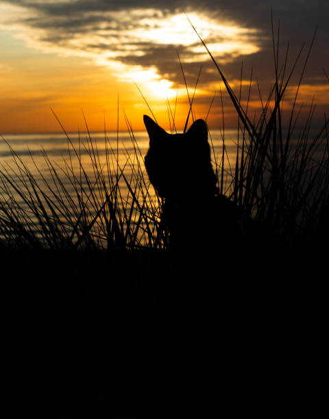 istock Silhouette of a cat sitting on the beach at sunset. 1275875927