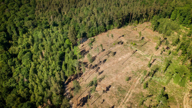 Deforestation, dead trees and forest dieback - aerial view Deforestation, dead trees and forest dieback - aerial view forest dieback stock pictures, royalty-free photos & images