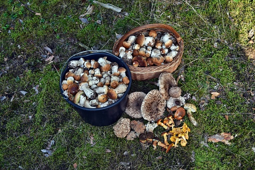 A lot of autumn mushrooms in the forest