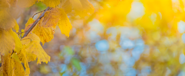 Colorful autumn leaves on a soft background on a sunny day