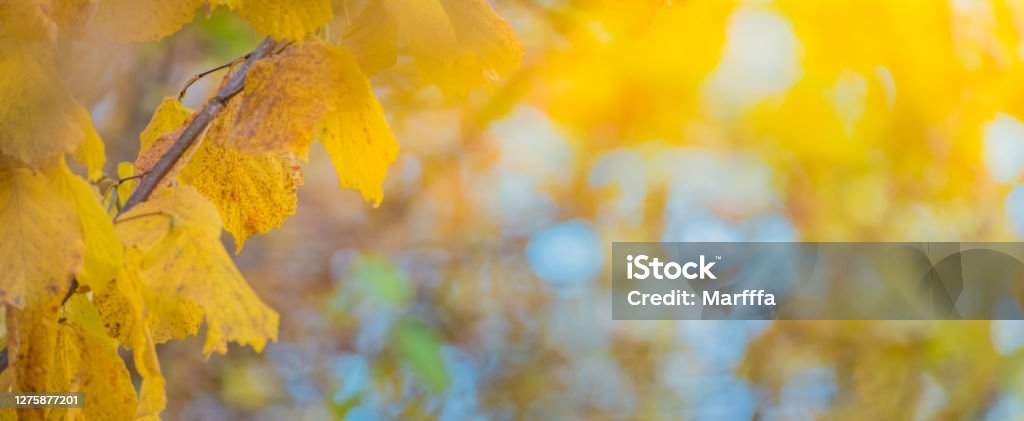 Colorful autumn leaves on a soft background on a sunny day Autumn Stock Photo