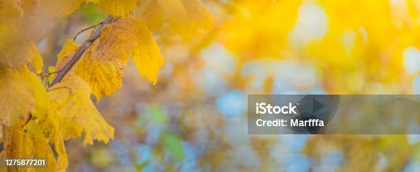 Colorful Autumn Leaves On A Soft Background On A Sunny Day Stock Photo - Download Image Now