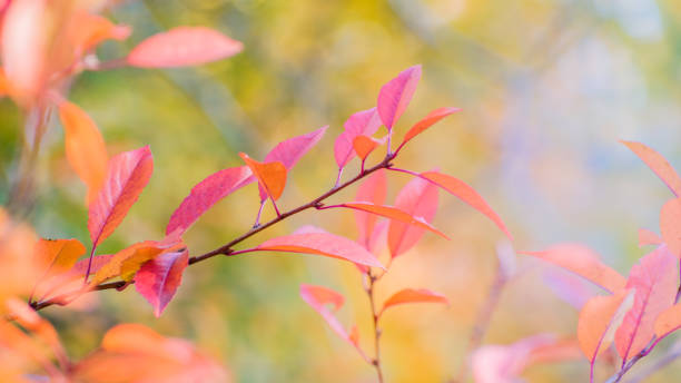 istock Beautiful panoramic autumn scenery with colorful leaves and bokeh background 1275877203