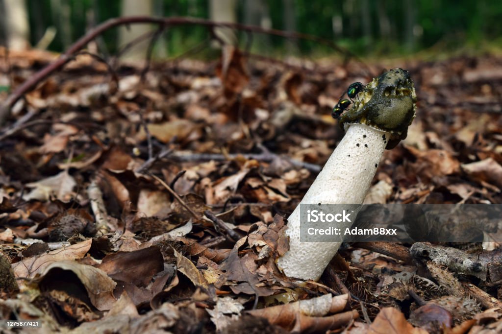 Mushroom phallus impudicus Mushroom phallus impudicus growing in the forest Nature Stock Photo