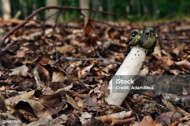 Mushroom Phallus Impudicus Stock Photo - Download Image Now - Nature, Phallus Shaped, Agaricomycetes