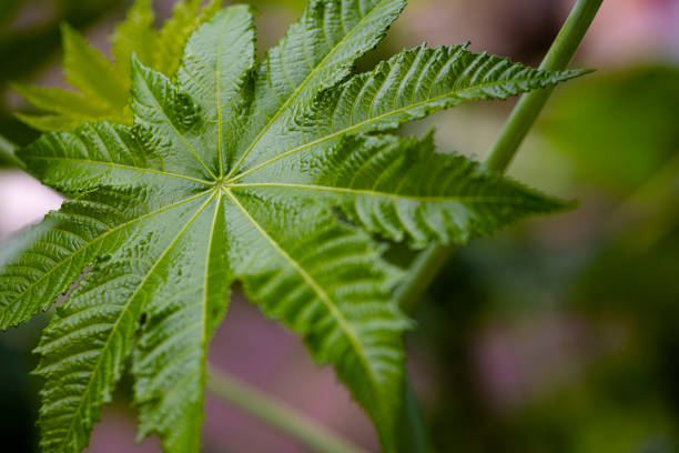 Close-up of a leaf of papaya tree