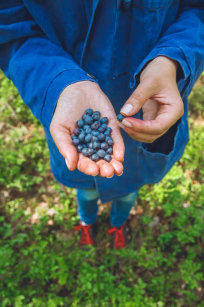 istock Gathering blueberries in the forest 1275877717