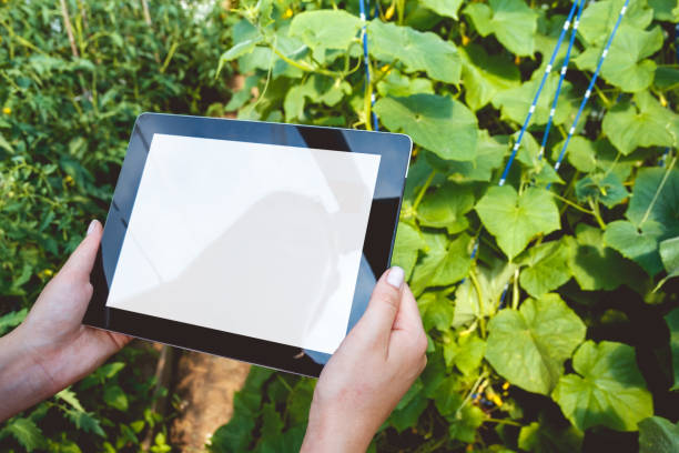 istock Farmer in greenhouse checking cucumber plants 1275877730