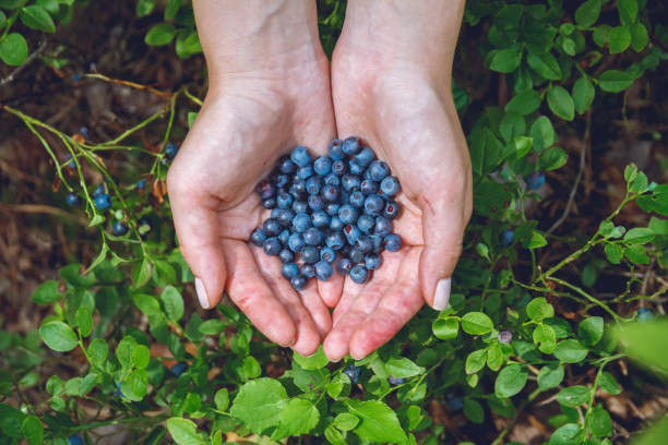 istock Gathering blueberries in the forest 1275878652